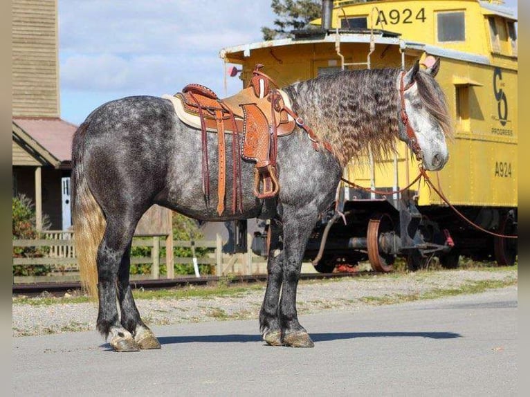 Konie fryzyjskie Mix Wałach 8 lat 163 cm Siwa in Clarion, PA