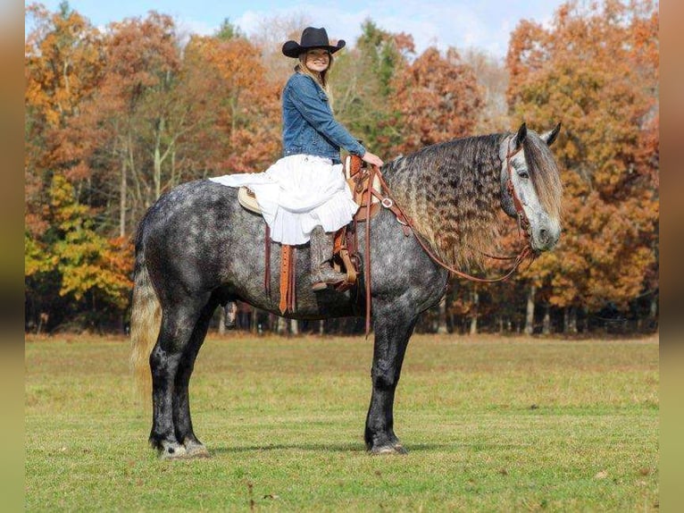 Konie fryzyjskie Mix Wałach 8 lat 163 cm Siwa in Clarion, PA