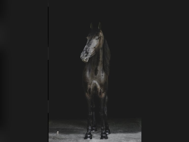 Konie fryzyjskie Wałach 8 lat 165 cm Gniada in Dallas PA