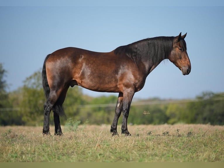 Konie fryzyjskie Mix Wałach 9 lat 157 cm Gniada in Montrose
