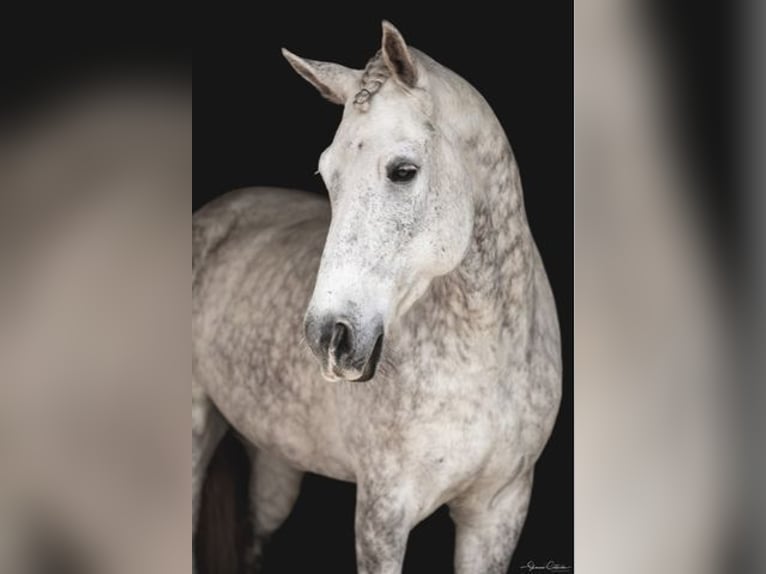 Konie fryzyjskie Wałach 9 lat 165 cm Siwa in OCALA, FL