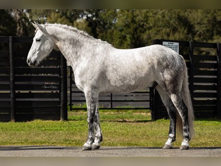 Konie fryzyjskie Wałach 9 lat 165 cm Siwa in OCALA, FL