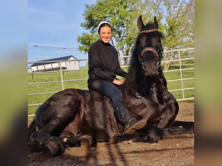 Konie fryzyjskie Wałach 9 lat 170 cm Kara in Dalton, OH