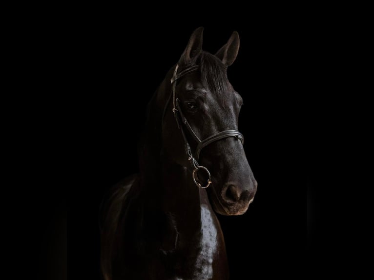 Konie fryzyjskie Wałach 9 lat Kara in Everett PA