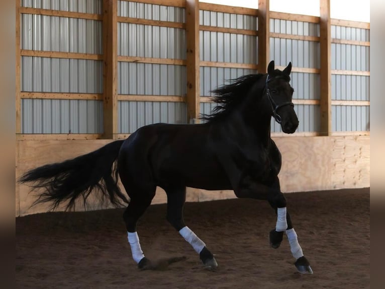 Konie fryzyjskie Wałach 9 lat Kara in Everett PA