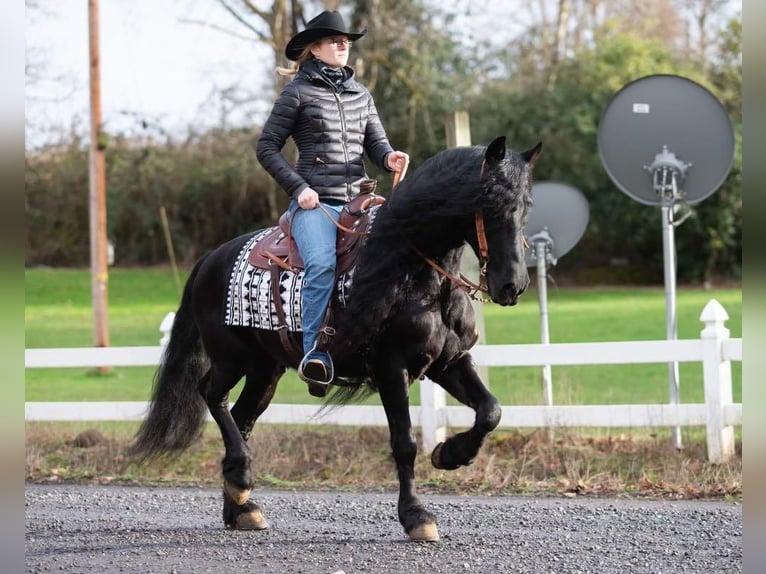 Konie fryzyjskie Wałach 9 lat Kara in Selah, WA