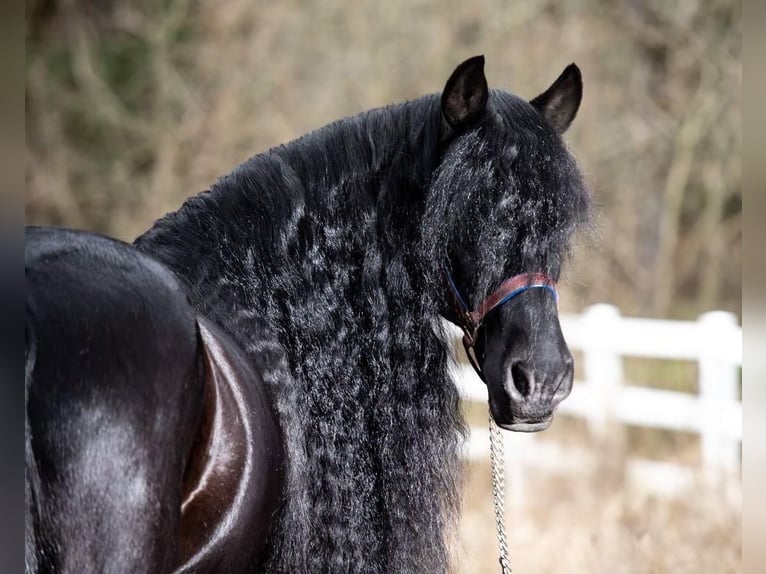 Konie fryzyjskie Wałach 9 lat Kara in Selah, WA