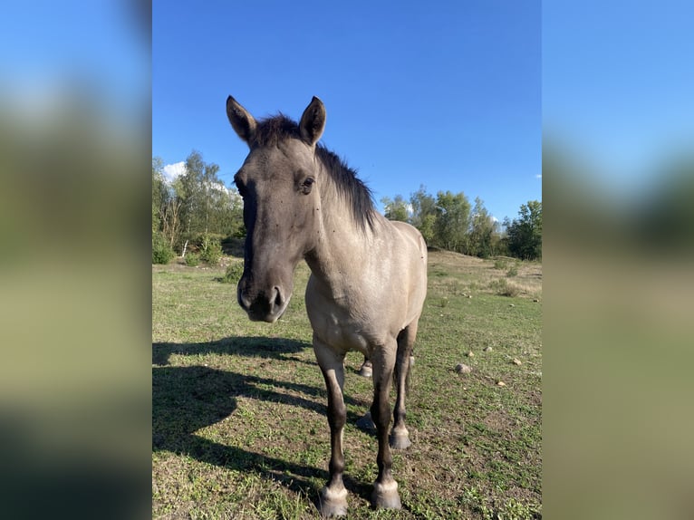 Konik Caballo castrado 10 años 135 cm Bayo in Pegau