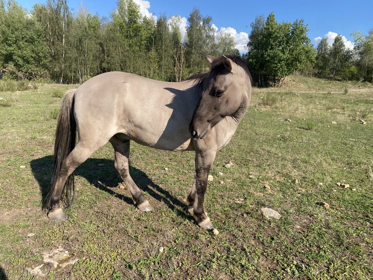 Konik Caballo castrado 10 años 135 cm Bayo in Pegau
