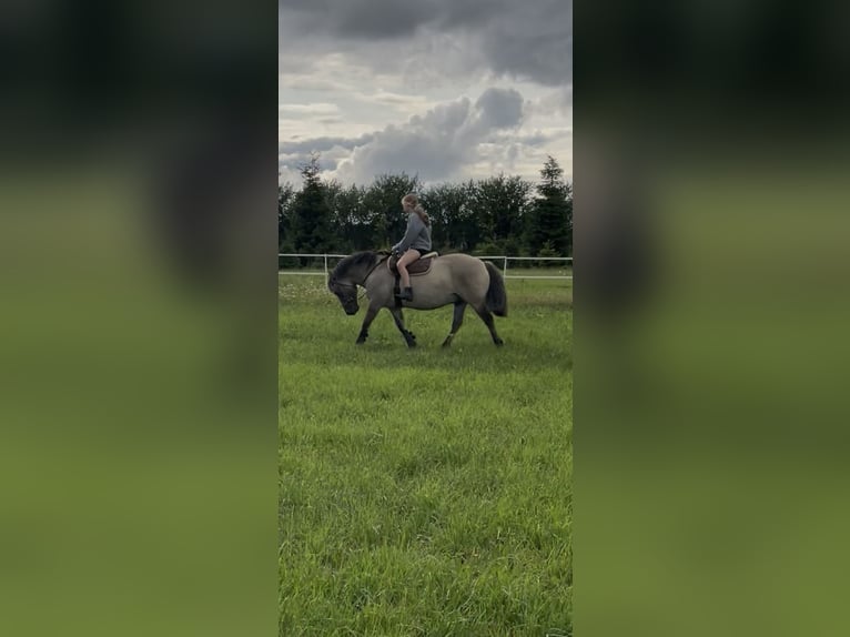 Konik Caballo castrado 10 años 138 cm Buckskin/Bayo in Janowicze