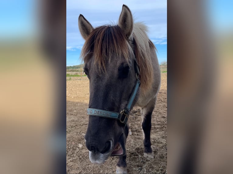 Konik Mestizo Caballo castrado 10 años 144 cm Grullo in Mallorca