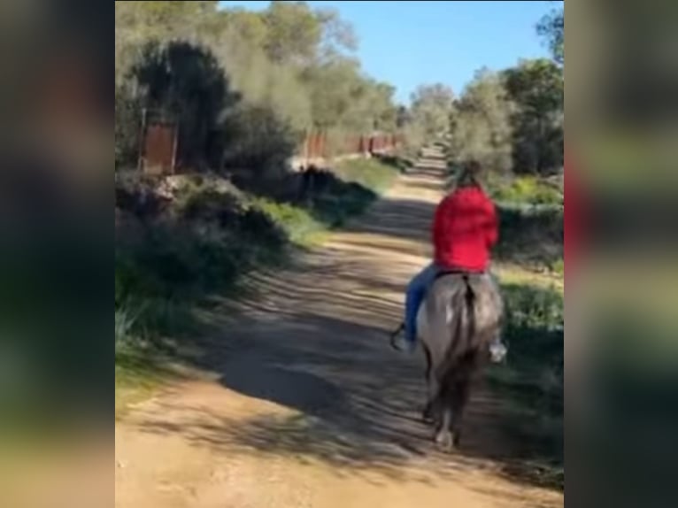 Konik Mestizo Caballo castrado 10 años 144 cm Grullo in Mallorca