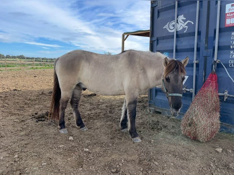 Konik Mestizo Caballo castrado 10 años 144 cm Grullo in Mallorca