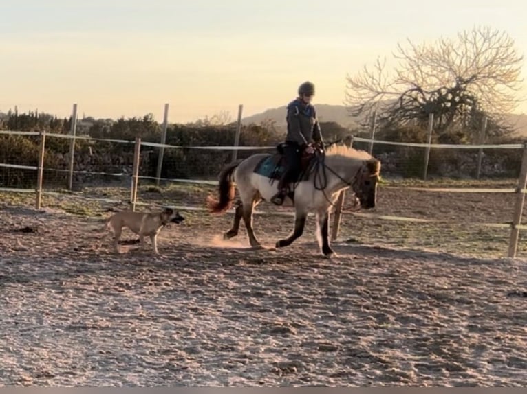 Konik Mestizo Caballo castrado 10 años 144 cm Grullo in Mallorca