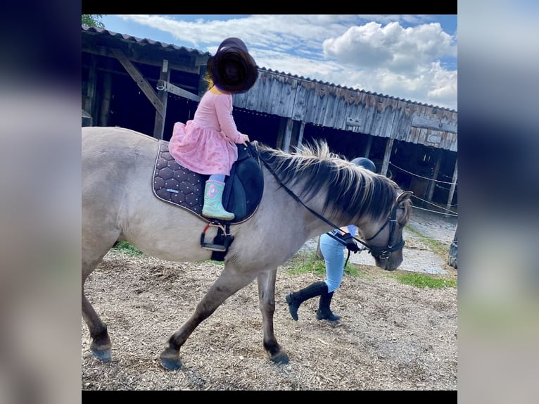 Konik Caballo castrado 11 años 149 cm in Kolbermoor