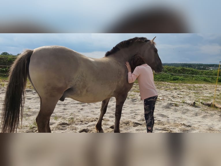 Konik Caballo castrado 12 años 130 cm Bayo in Bernhardswald