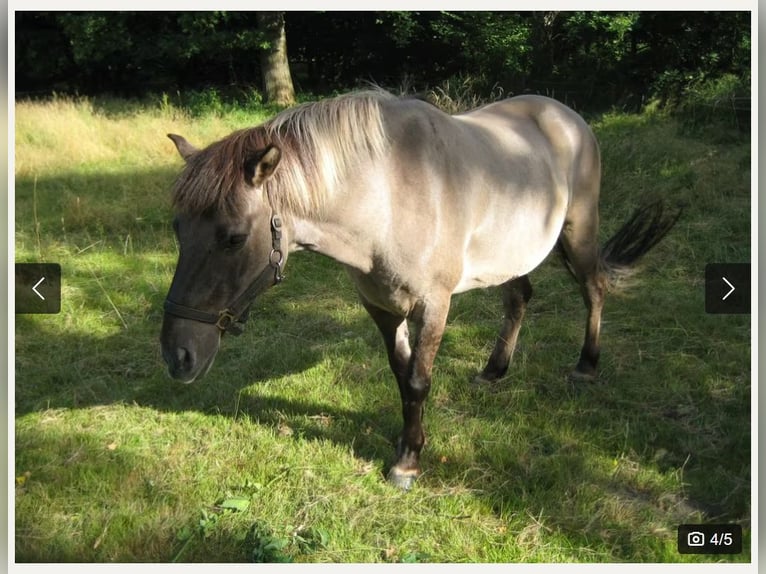 Konik Caballo castrado 12 años 145 cm Bayo in Königsmoor