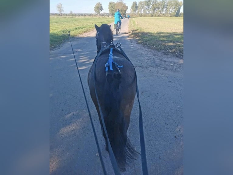 Konik Mestizo Caballo castrado 13 años 110 cm Bayo in Eppertshausen