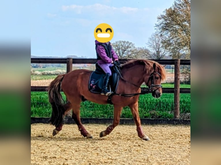 Konik Caballo castrado 13 años 128 cm Alazán in Billerbeck