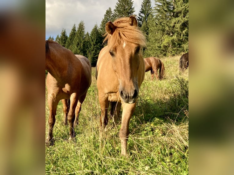 Konik Caballo castrado 13 años 150 cm Bayo in Nesselwängle