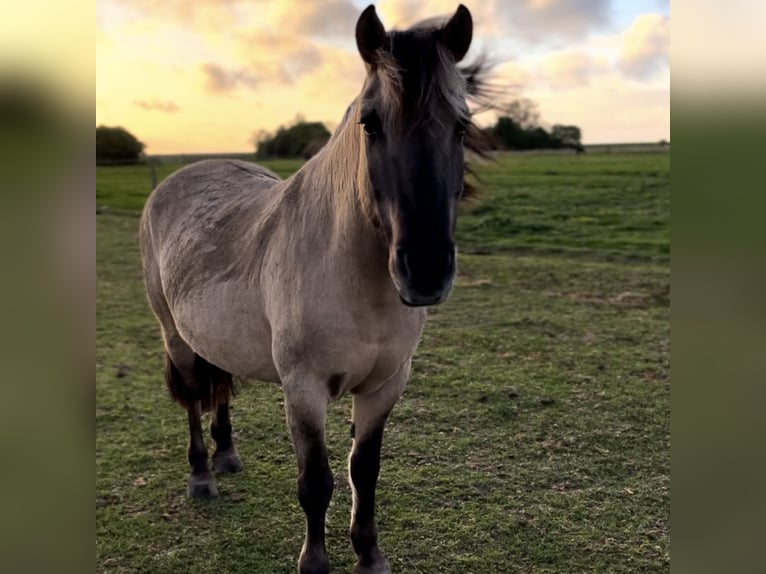 Konik Caballo castrado 13 años Bayo in Werdum