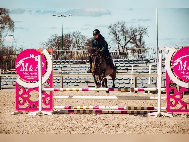 Konik Caballo castrado 14 años 130 cm Castaño oscuro in Kobyla Góra