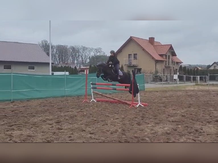 Konik Caballo castrado 14 años 130 cm Castaño oscuro in Kobyla Góra