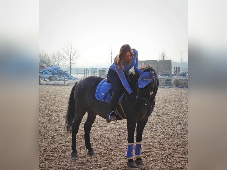 Konik Mestizo Caballo castrado 16 años 151 cm Ruano azulado in Gauting