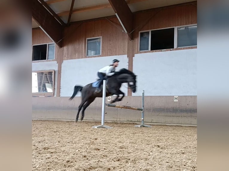 Konik Mestizo Caballo castrado 16 años 151 cm Ruano azulado in Gauting