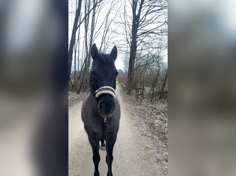 Konik Mestizo Caballo castrado 16 años 151 cm Ruano azulado in Gauting