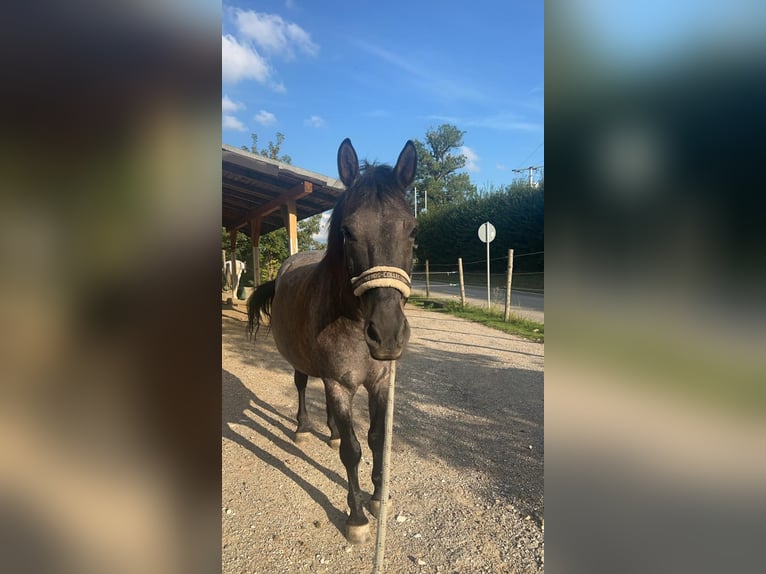 Konik Mestizo Caballo castrado 16 años 151 cm Ruano azulado in Gauting