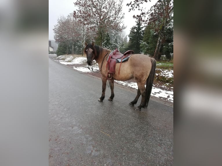 Konik Mestizo Caballo castrado 16 años 152 cm in Melsbach