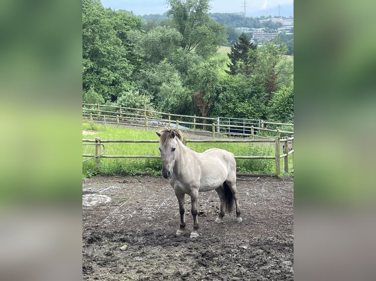 Konik Caballo castrado 17 años 137 cm in Reken