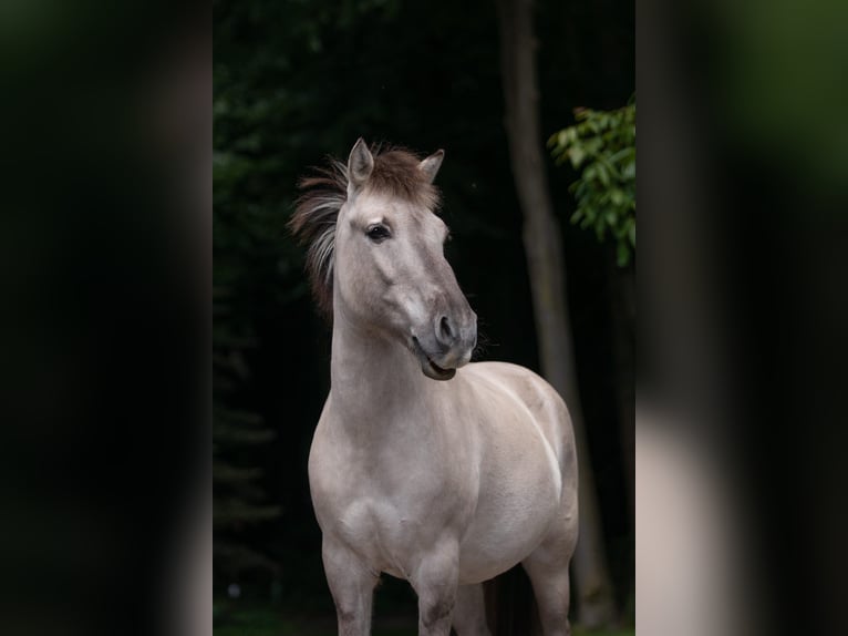 Konik Caballo castrado 17 años 137 cm in Reken