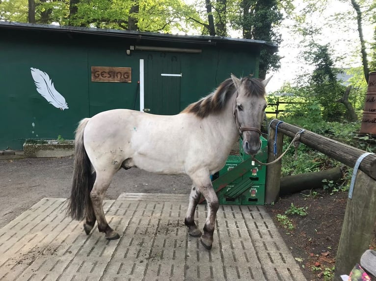 Konik Caballo castrado 17 años 137 cm in Reken