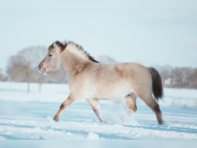 Konik Caballo castrado 17 años 137 cm in Reken