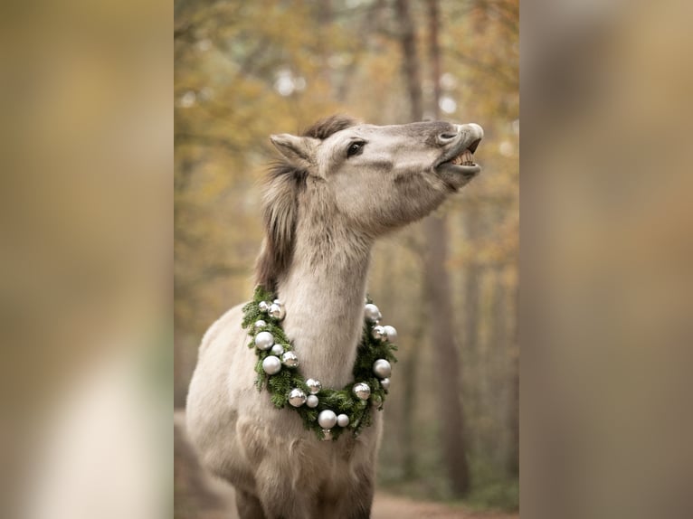 Konik Caballo castrado 17 años 137 cm in Reken