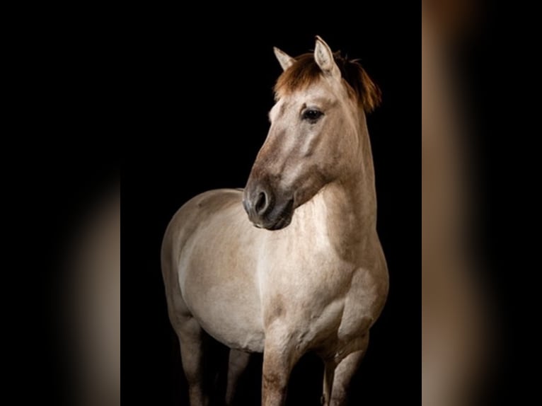 Konik Caballo castrado 17 años 137 cm in Reken