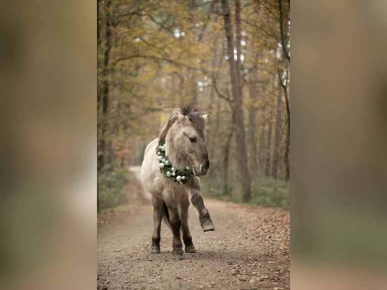 Konik Caballo castrado 17 años 137 cm in Reken