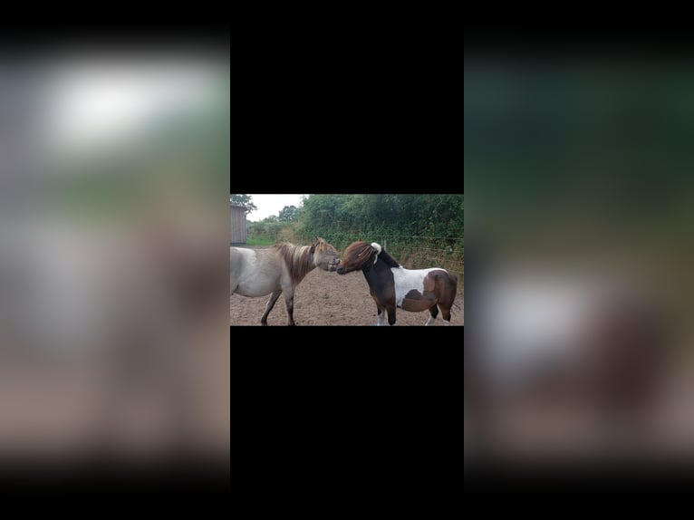 Konik Mestizo Caballo castrado 2 años 118 cm in Rendsburg