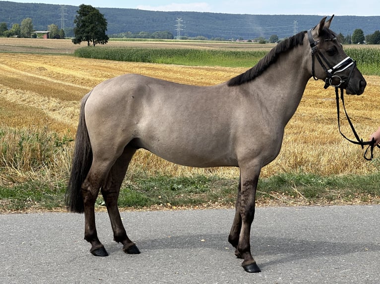 Konik Caballo castrado 3 años 135 cm Bayo in Riedlingen