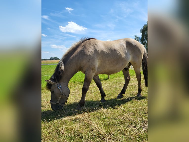 Konik Caballo castrado 3 años 135 cm Grullo in Syke