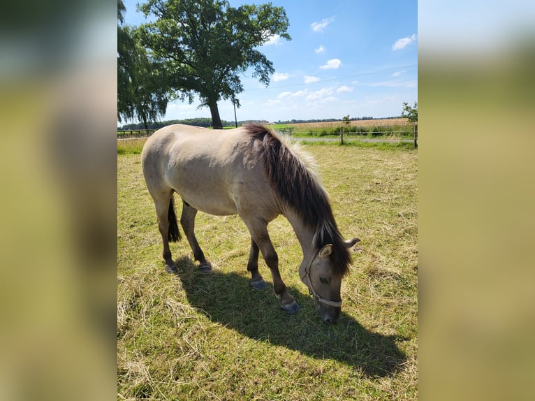 Konik Caballo castrado 3 años 135 cm Grullo in Syke