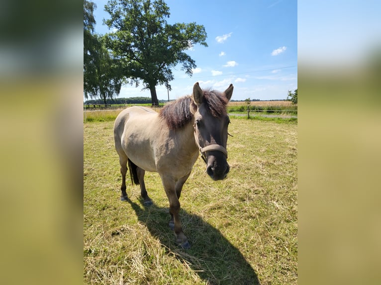 Konik Caballo castrado 3 años 135 cm Grullo in Syke