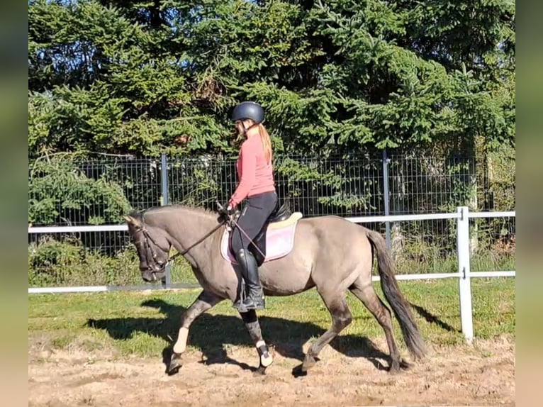 Konik Caballo castrado 3 años 142 cm Bayo in FORST