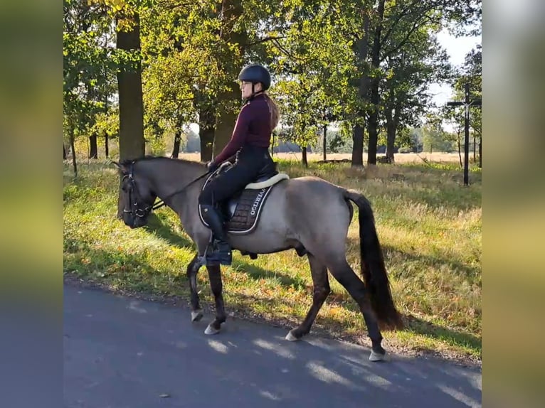 Konik Caballo castrado 3 años 142 cm Bayo in FORST