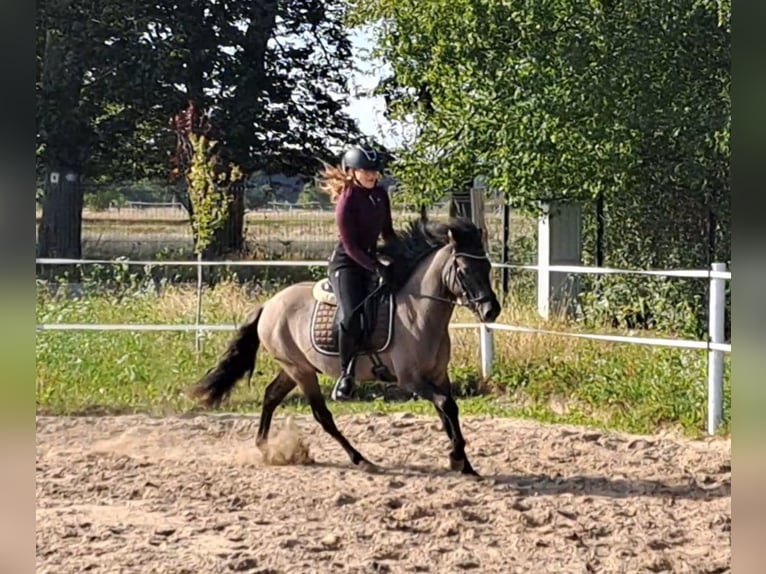 Konik Caballo castrado 3 años 142 cm Bayo in FORST