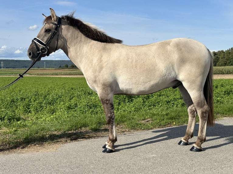 Konik Mestizo Caballo castrado 3 años 143 cm Bayo in Riedlingen