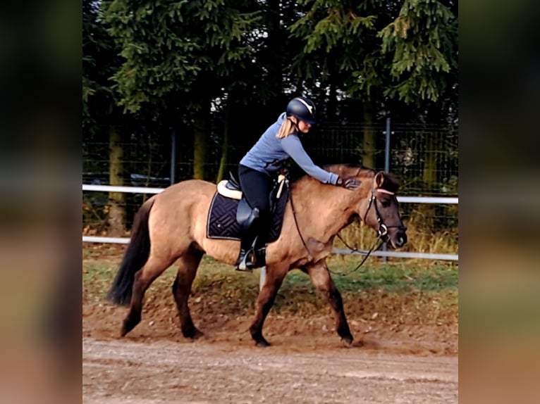 Konik Caballo castrado 3 años 145 cm Bayo in Forst