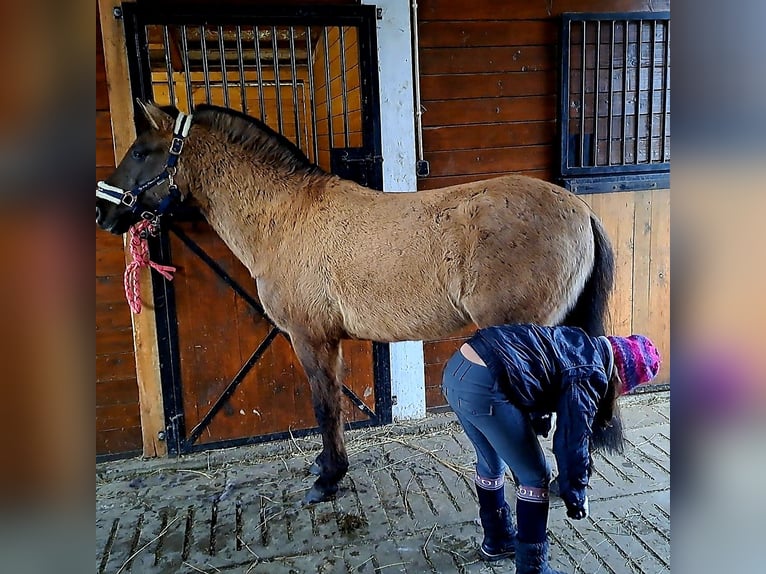 Konik Caballo castrado 3 años 145 cm Bayo in Forst